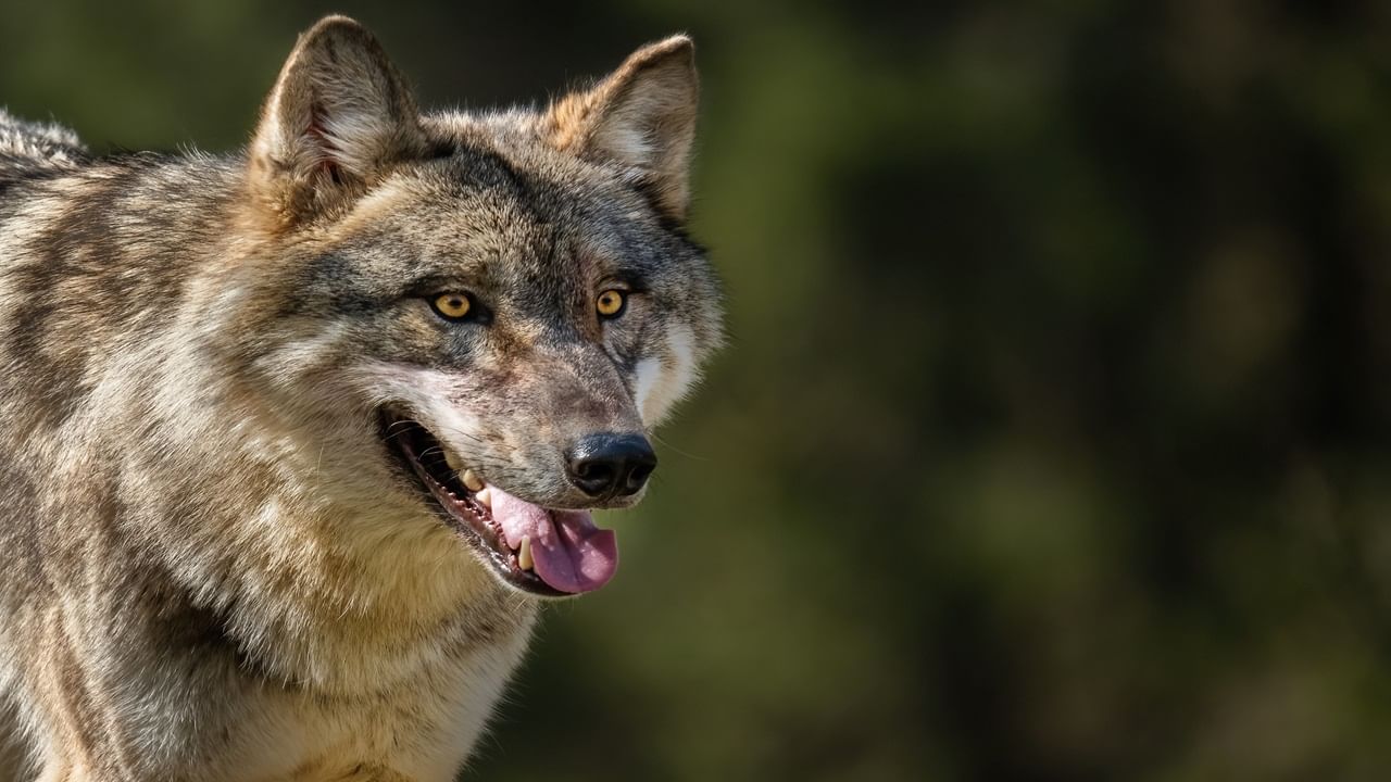 2.5-year-old kid becomes fresh victim of wolf attacks in Bahraich; 10 killed over 50 injured
