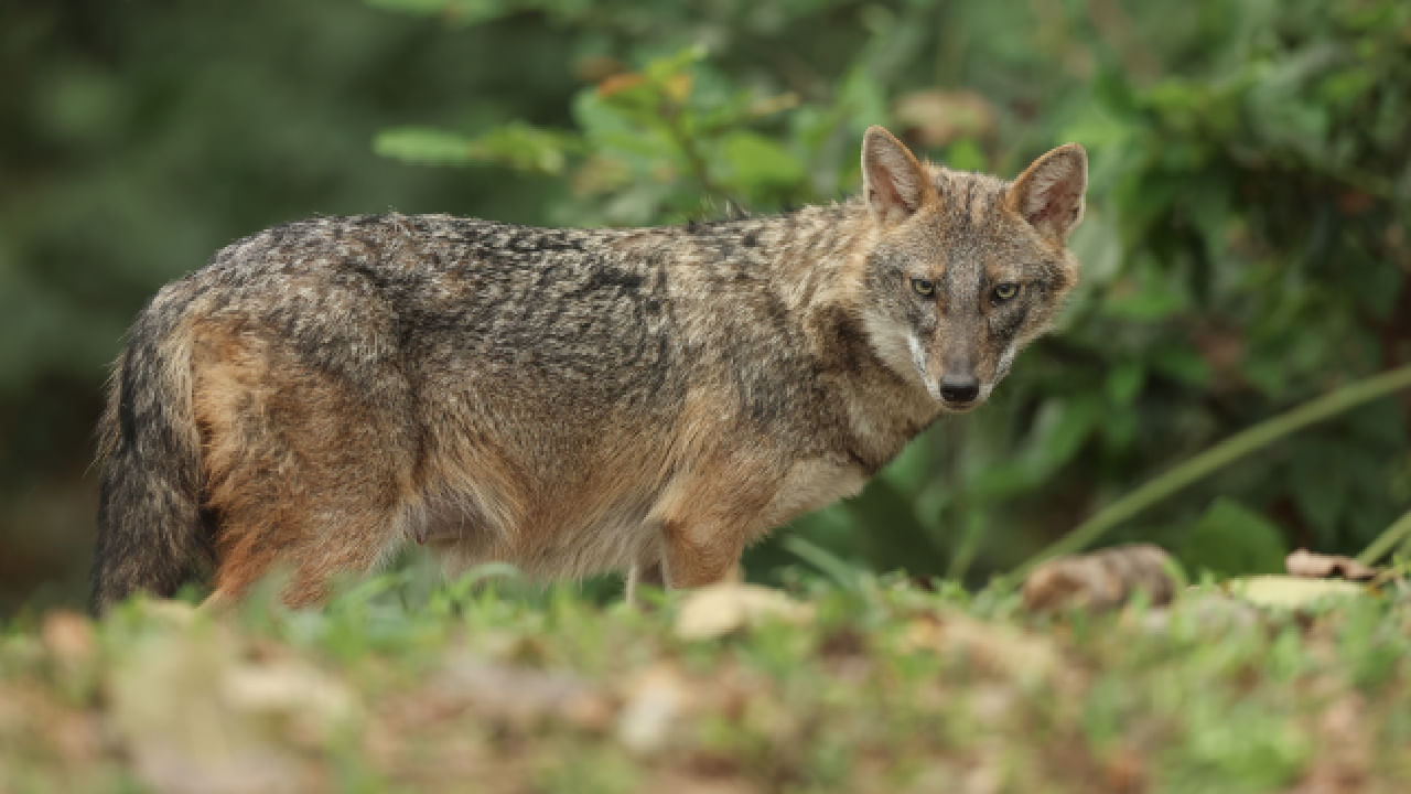 Amid wolf terror in UP’s Bahraich, people in Bihar town killing jackals out of panic Amid wolf terror in UP’s Bahraich, people in Bihar town killing jackals out of panic