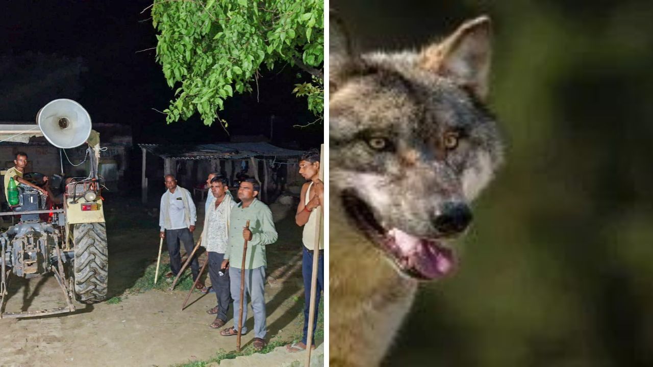 Bahraich wolf attacks continue: Are real man eaters still on the prowl?