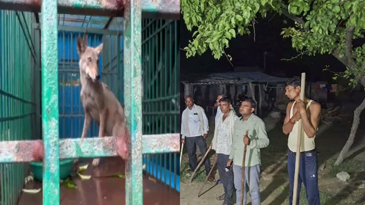 Amid massive wolf hunt, 8-year-old boy injured in fresh attack in UP’s Bahraich Amid massive wolf hunt, 8-year-old boy injured in fresh attack in UP’s Bahraich
