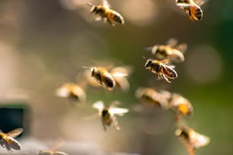 Four of family killed in bee attack while bathing in Jharkhand