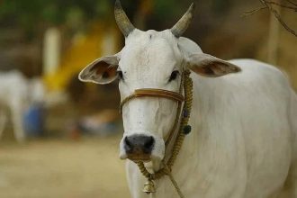 Ahead of elections, Maharashtra govt declares cow ‘Rajya Mata’