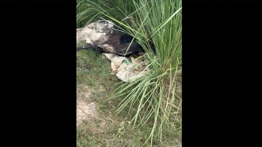 Greater Noida: Uproar after ‘dozens’ of cows die in gaushala, probe on