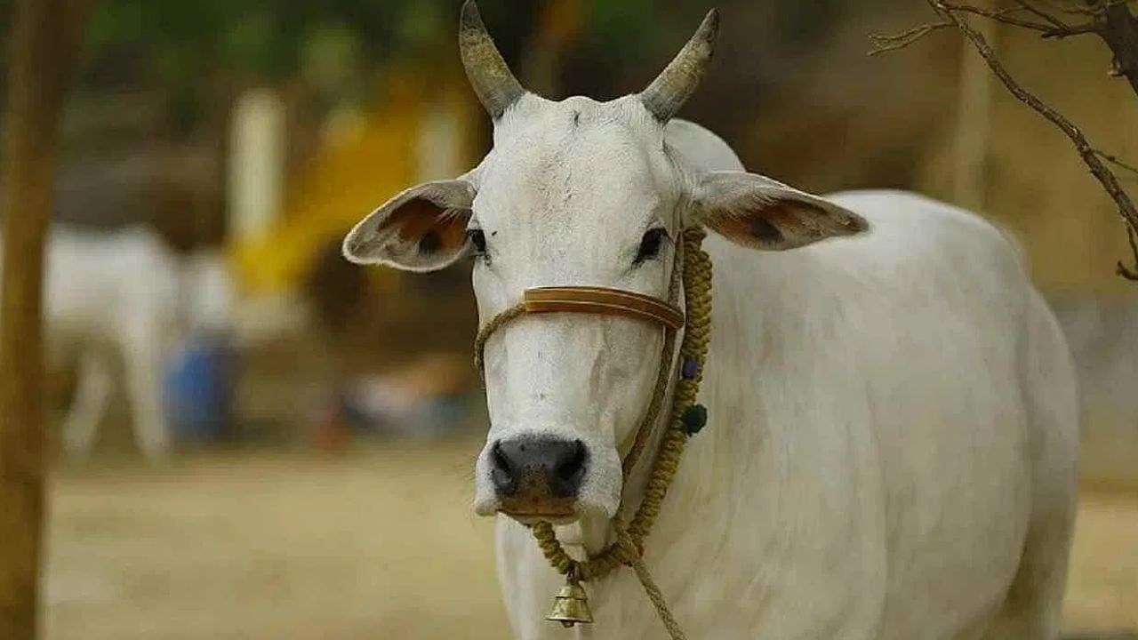 Ahead of elections, Maharashtra govt declares cow ‘Rajya Mata’