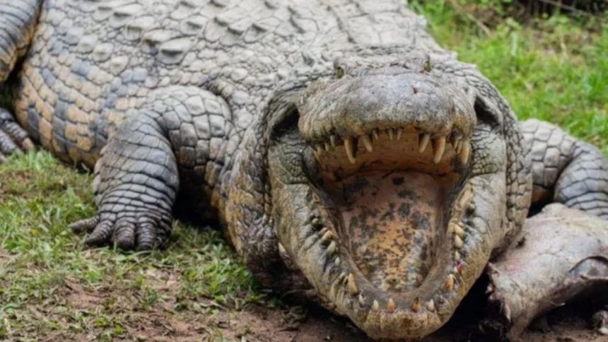 Mumbai: Forest department rescues giant crocodile from residential area in Mulund