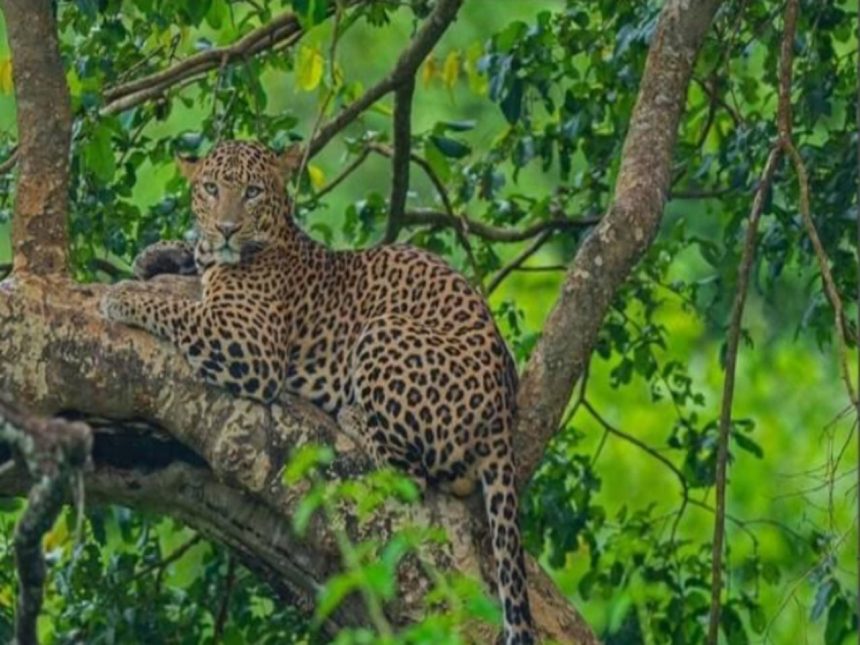 Leopard killed 3-year-old child in Uttarakhand’ Tehri, dragged boy away from house 1 Leopard killed 3-year-old child in Uttarakhand’ Tehri, dragged boy away from house