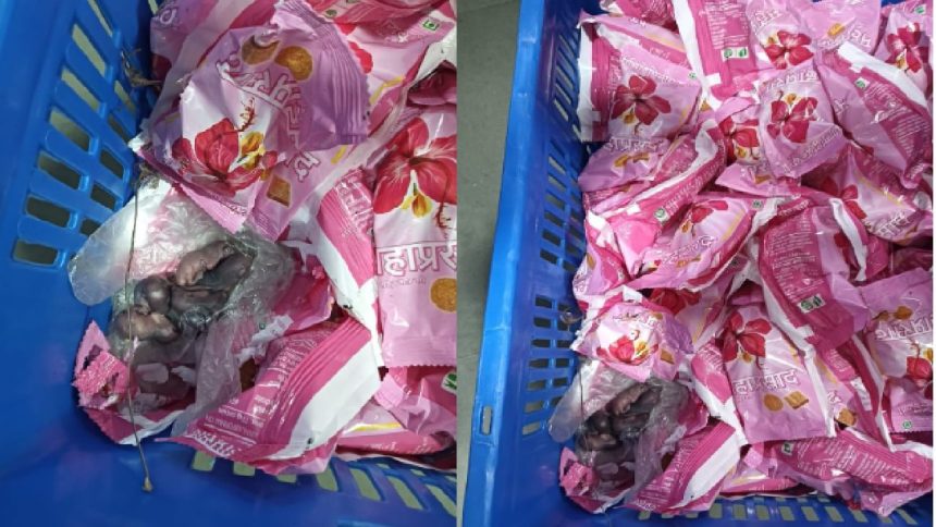 Video shows mice in Siddhivinayak Temple prasad; Trust says attempt to tarnish image