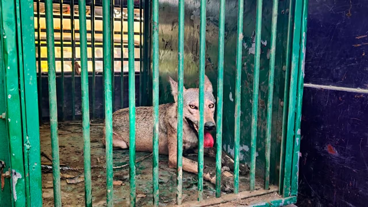 2 women injured in fresh wolf attack in Bahraich; hunt for 6th man-eater animal on 2 women injured in fresh wolf attack in Bahraich; hunt for 6th man-eater animal on