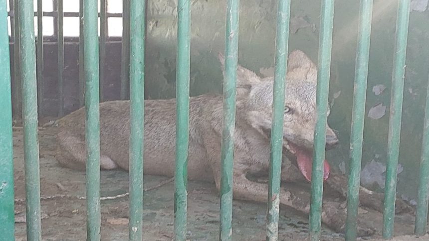 Bahraich: Girl injured in another attack; foresters say ‘Alpha wolf’ still on prowl 1 Bahraich: Girl injured in another attack; foresters say ‘Alpha wolf’ still on prowl