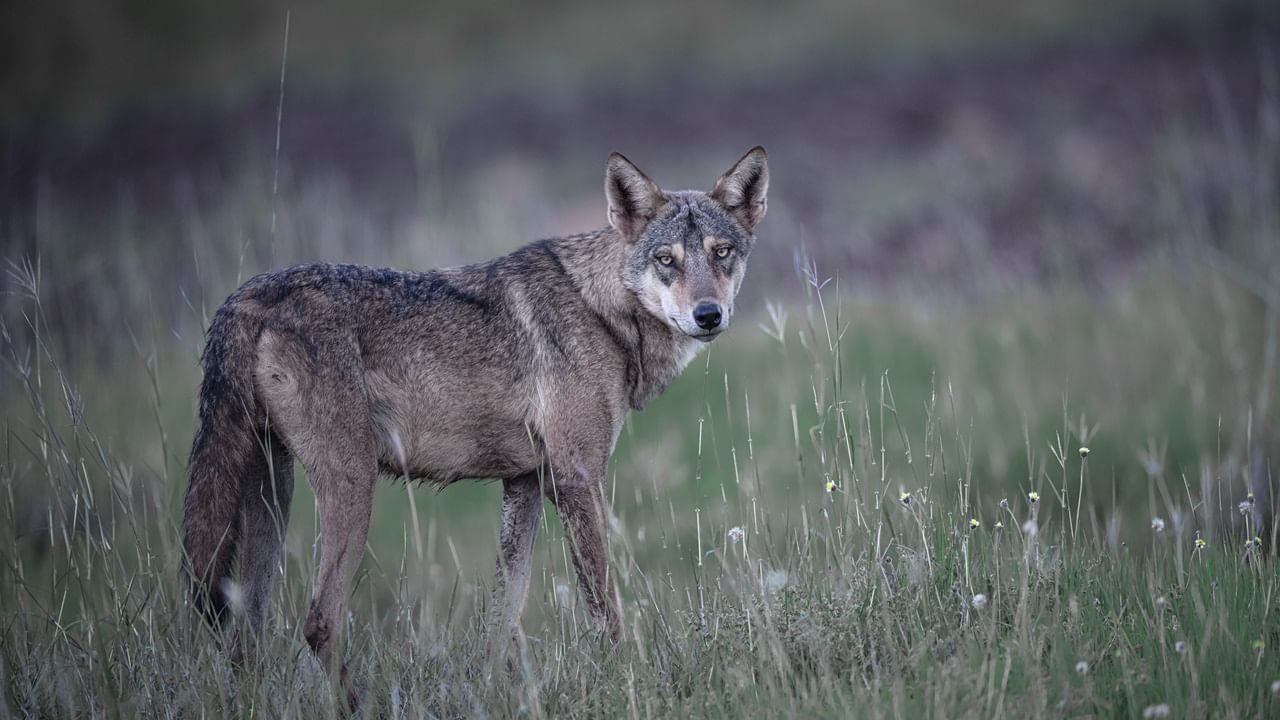 After UP’s Bahraich, wolf terror haunts Madhya Pradesh; 5 attacked in Khandwa