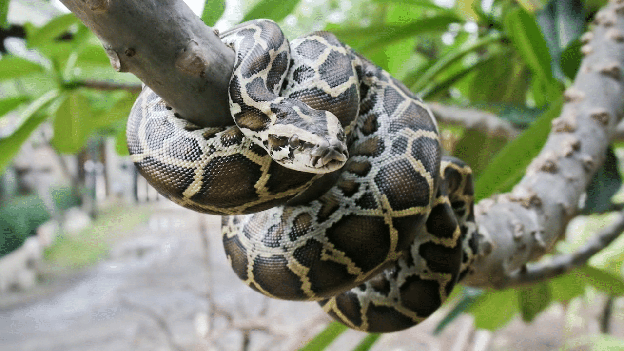 Hyderabad: 8-foot-python rescued from Osmansagar reservoir