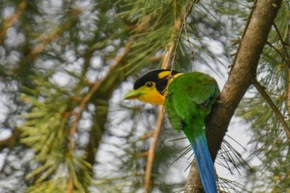 Mussoorie Bird Festival: Bird lovers spot 95 bird & 32 butterfly species at 8th event