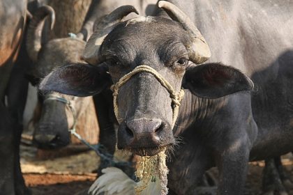 Mumbai: Lack of water supply in farm affects thousands of cattle in Aarey
