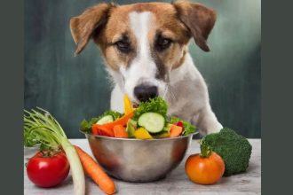 5 Best veg food options for dogs to keep them healthy and happy