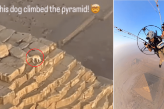 Meet Apollo, the viral stray dog living on the Pyramid of Khafre