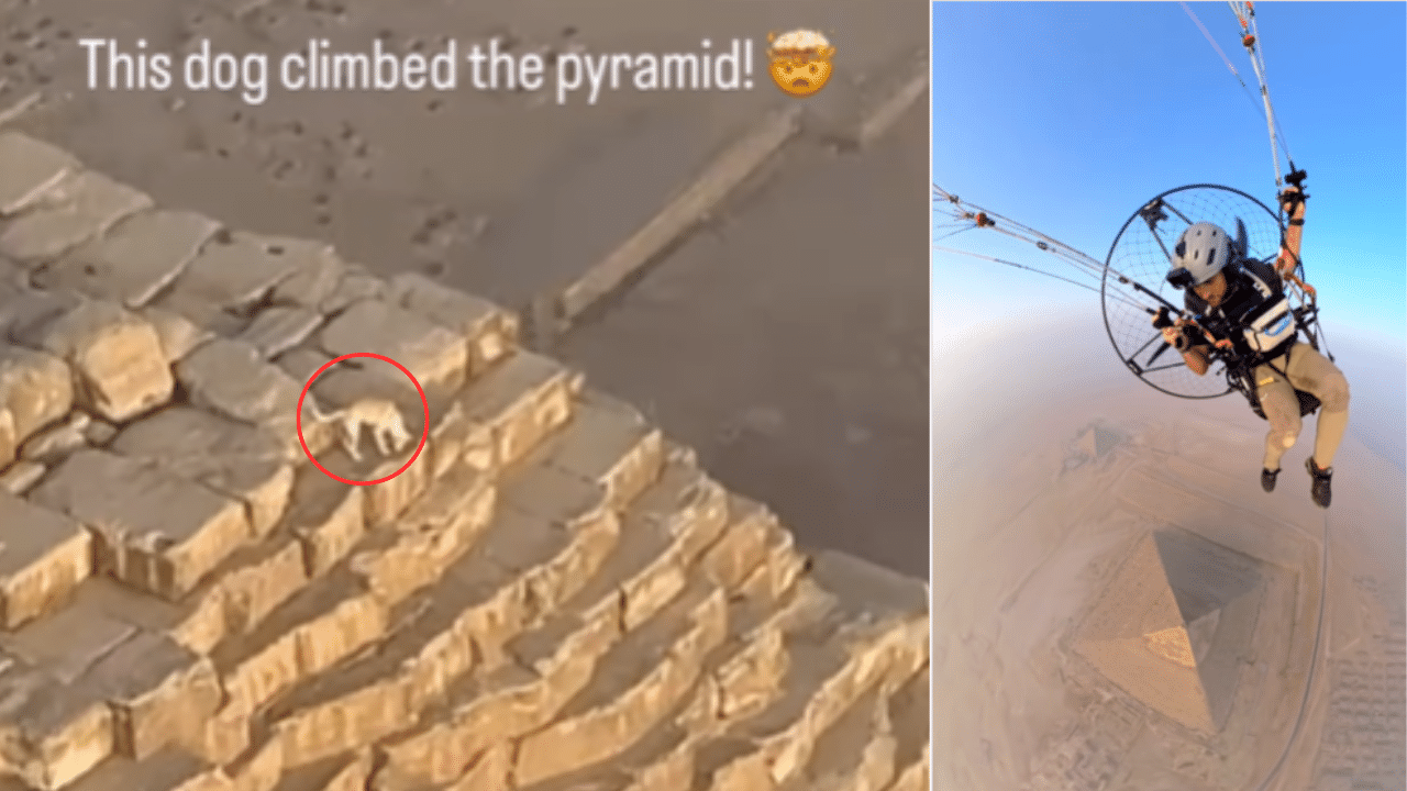 Meet Apollo, the viral stray dog living on the Pyramid of Khafre