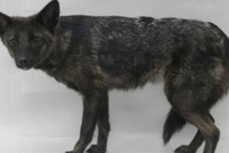 What happens in a hybrid between dog and fox? Meet Dogxim, a one of a kind animal