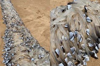 Alien-like creatures wash up on Australian beach; turn out to be a costly delicacy