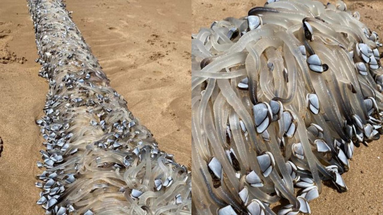 Alien-like creatures wash up on Australian beach; turn out to be a costly delicacy
