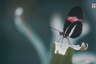 Scientists track innovations in butterfly brains