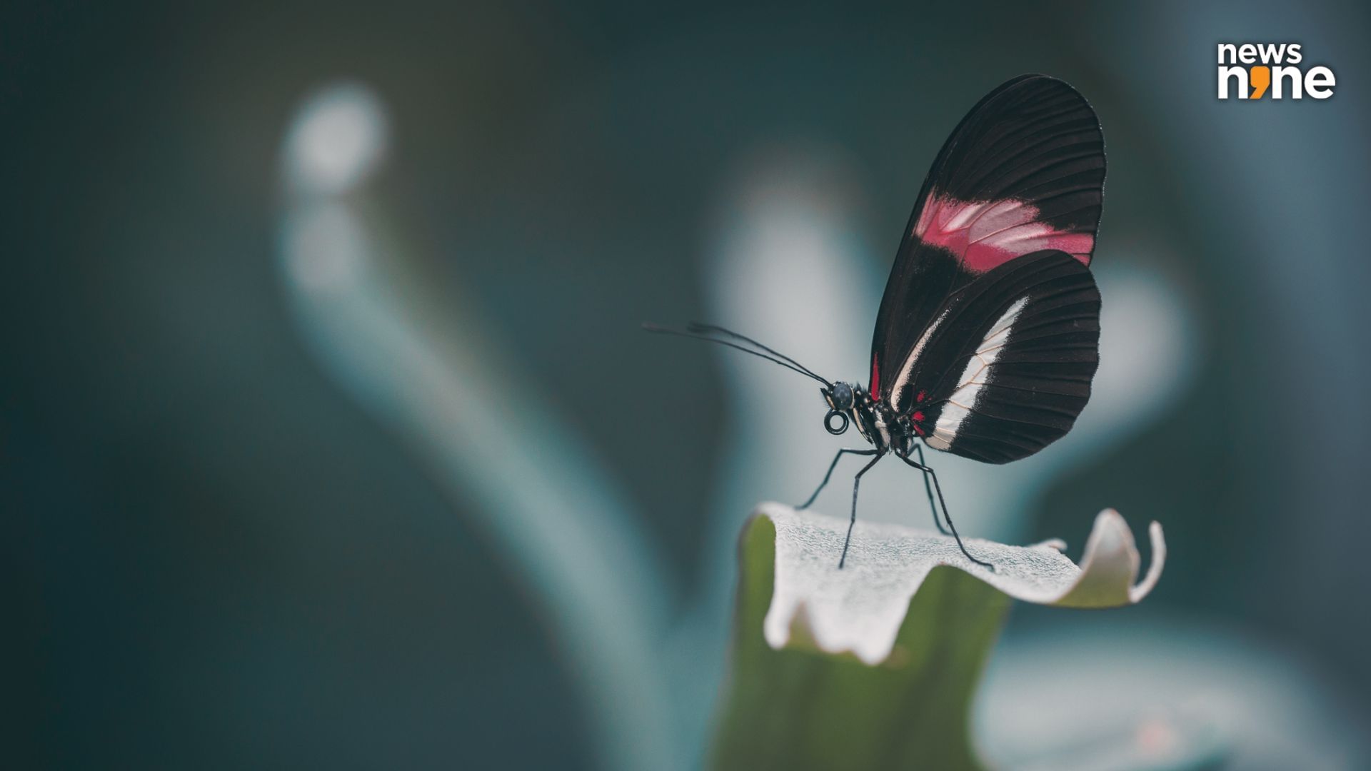 Scientists track innovations in butterfly brains