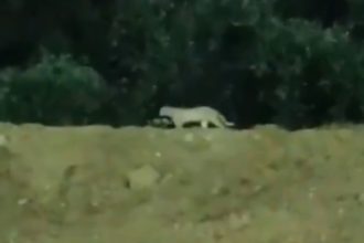 Leopard sighted in Hyderabad? No, its a wild cat, clarifies forest department | WATCH