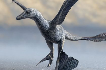 Researchers solve mystery of long strides of a small dinosaur