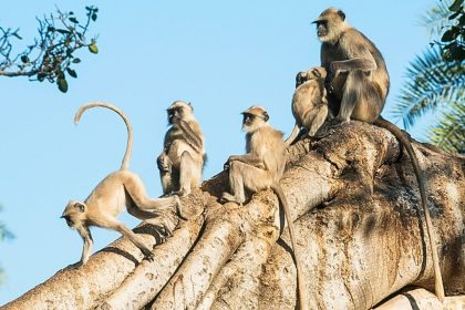 Delhi High Court: ‘Shift all monkeys of city to Asola Bhatti on priority basis’