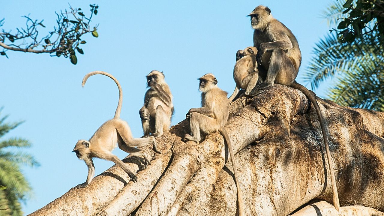 Delhi High Court: ‘Shift all monkeys of city to Asola Bhatti on priority basis’ Delhi High Court: ‘Shift all monkeys of city to Asola Bhatti on priority basis’