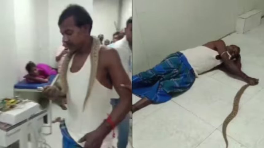 Most venomous snake bites man, he takes it to the hospital –  watch video