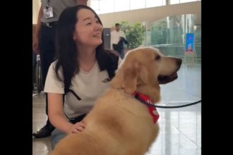 Mumbai Airport gets ‘Pawfect’, deploys cute dogs on weekends to calm anxious flyers