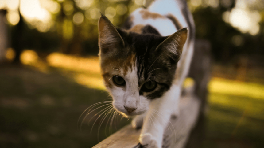 Pet cafes in China offer jobs to cats and dogs, offer ‘snack money’ 1 Pet cafes in China offer jobs to cats and dogs, offer ‘snack money’