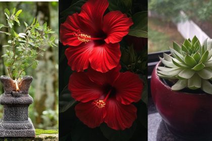 Auspicious plants to buy on Dhanteras 2024 for health, wealth, and prosperity