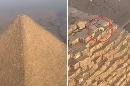 Remember the dog that climbed the pyramid of Giza? Know what happened to it!