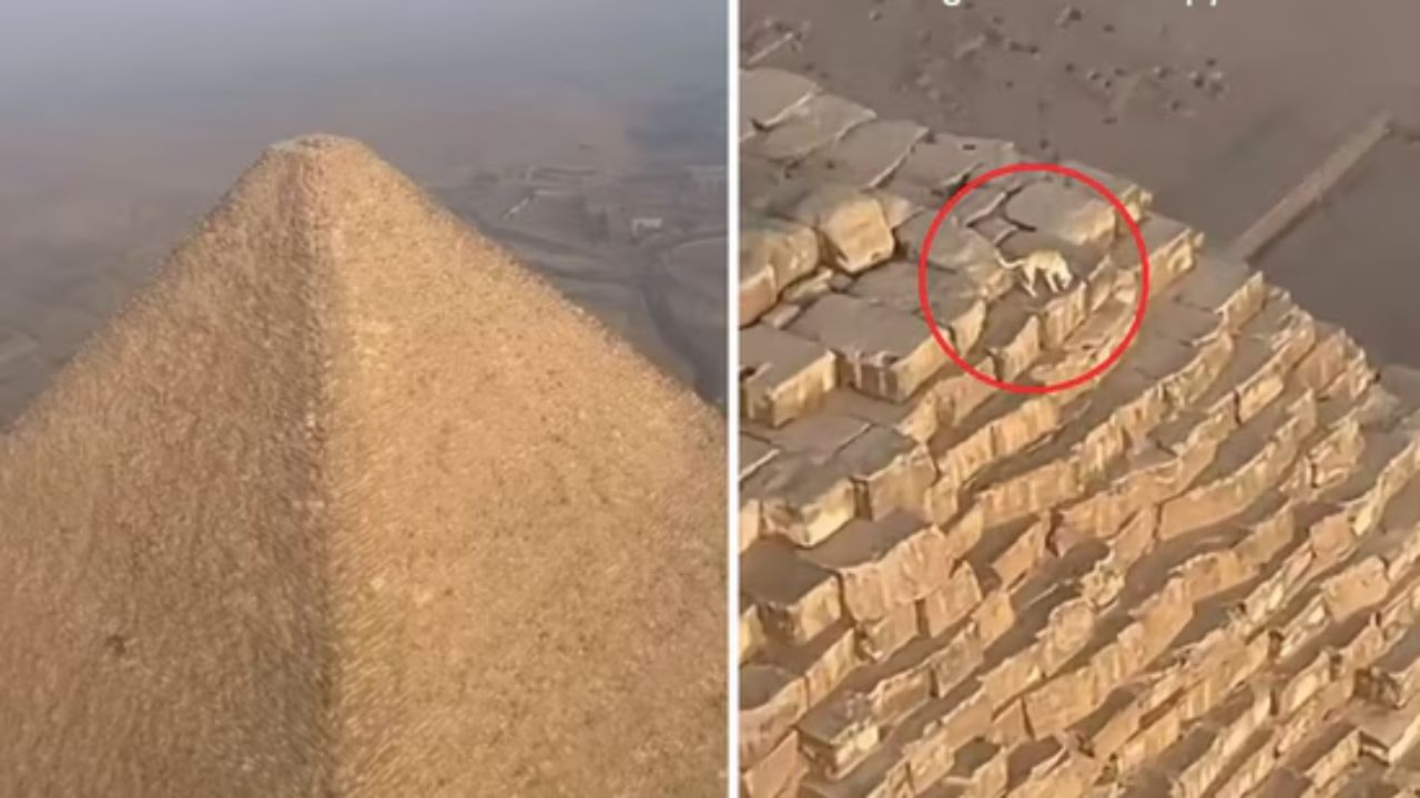 Remember the dog that climbed the pyramid of Giza? Know what happened to it!