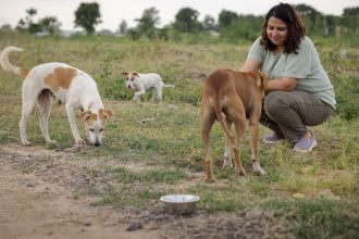 Hundreds step forward to feed stray dogs in Bengaluru with BBMP’s innovative drive