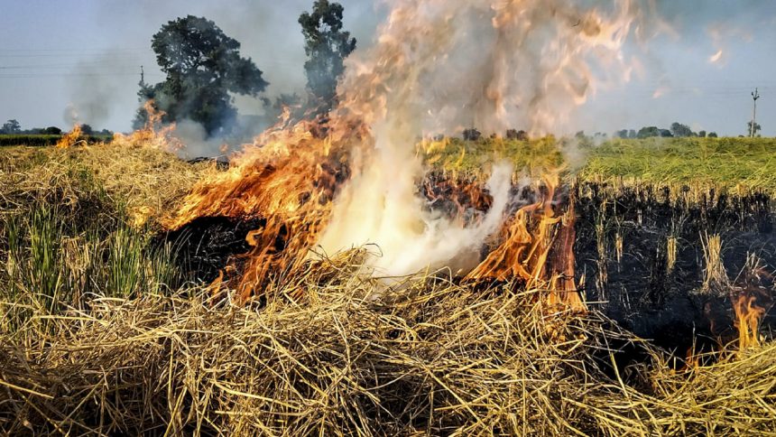 Stubble burning: SC lashes out at Punjab, Haryana govts, summons chief secretaries