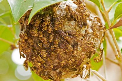 Stung by swarm of wasps, father-son dies in Uttarakhand’s Tehri Garhwal village