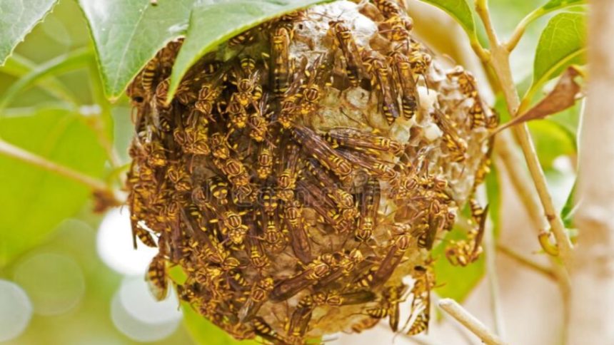 Stung by swarm of wasps, father-son dies in Uttarakhand’s Tehri Garhwal village