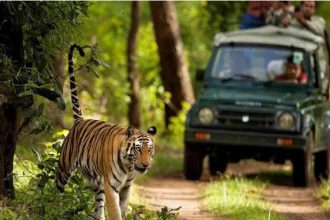New tiger safari zone to open in Uttarakhand’s Ramnagar for wildlife enthusiasts