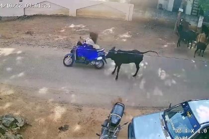 Tamil Nadu: College student critically injured after stray cow attack on road |video|
