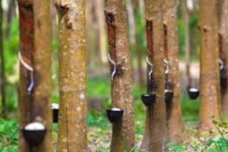 Kerala: Rubber prices dips by Rs 60 in 90 days causing concern among lakhs of farmers