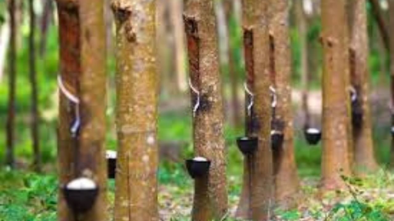 Kerala: Rubber prices dips by Rs 60 in 90 days causing concern among lakhs of farmers