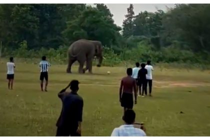 Watch: Wild elephant plays football in Odisha’s Keonjhar, leaves viewers in awe