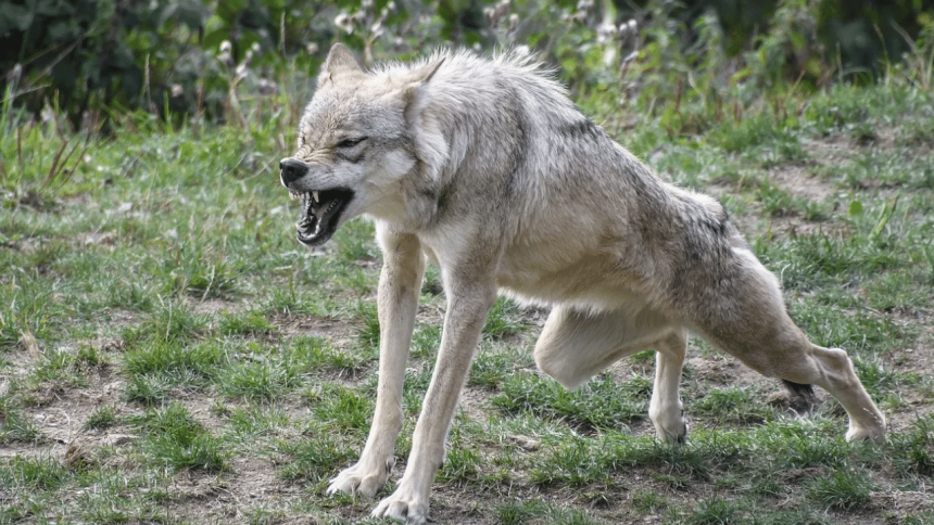 Wolf terror ends in Bahraich: Sixth man-eater wolf killed after series of attacks | India News