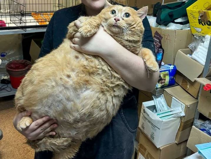 World fattest cat dies in shelter.