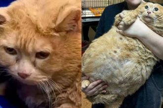 World’s fattest cat passes away after being put on a weight-loss diet