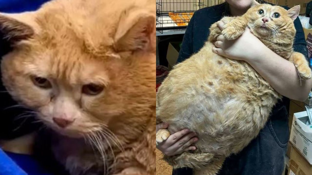 World’s fattest cat passes away after being put on a weight-loss diet