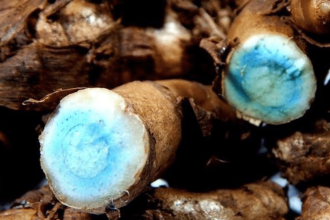 Black turmeric benefits: Unlocking the healing power of kali haldi