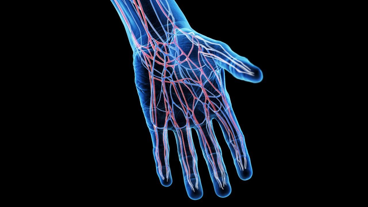 Breakthrough solution: Scientists develop lab-grown blood vessels using human cells Breakthrough solution: Scientists develop lab-grown blood vessels using human cells